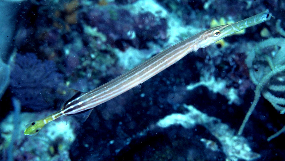 Aulostomus chinensis (Pesce trombetta)